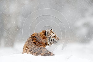 Tiger in wild winter nature. Amur tiger in the snow. Action wildlife scene, danger animal. Cold winter, tajga, Russia. Snowflake w photo