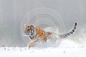 Tiger in wild winter nature, running in the snow. Siberian tiger, Panthera tigris altaica. Action wildlife scene with dangerous an photo