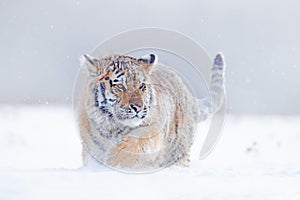 Tiger in wild winter nature, running in the snow. Siberian tiger, Panthera tigris altaica. Action wildlife scene with dangerous photo