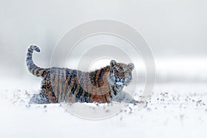 Tiger in wild winter nature, running in the snow. Siberian tiger, Panthera tigris altaica. Action wildlife scene with dangerous an