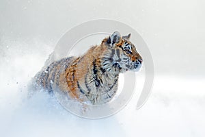 Tiger in wild winter nature, running in the snow. Siberian tiger, Panthera tigris altaica. Action wildlife scene with dangerous