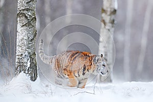 Tiger in wild winter nature, running in the snow. Siberian tiger, Panthera tigris altaica. Action wildlife scene with dangerous