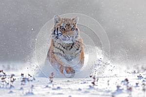 Tiger in wild winter nature, running in the snow. Siberian tiger, Panthera tigris altaica. Snowflakes with wild cat. Action