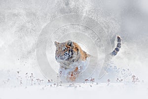 Tiger in wild winter nature, running in the snow. Siberian tiger, Panthera tigris altaica. Snowflakes with wild cat. Action