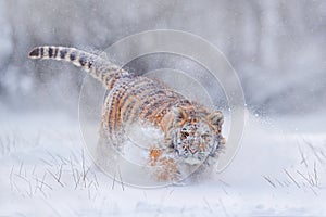 Tiger in wild winter nature, running in the snow. Siberian tiger, Panthera tigris altaica. Snowflakes with wild cat. Action