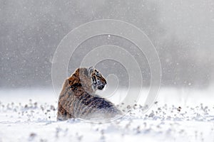 Tiger in wild winter nature, running in the snow. Siberian tiger, Panthera tigris altaica. Snowflakes with wild cat. Action