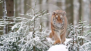 Tiger in wild winter nature on a snowy tree trunk. Dangerous animal walking towards the camera. Panthera tigris altaica.