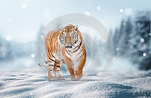 Tiger in wild winter nature, walk in the snow. Winter scene