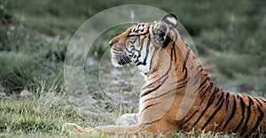 Tiger wildlife scene. Great big cat looking out to the distance. This powerful predator is the largest living cat species.