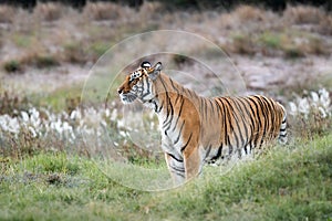 Tiger wildlife scene. Great big cat in nature. This powerful predator is the largest living cat species.