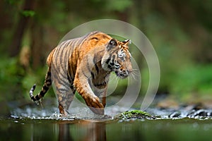 Tiger wildlife scene, wild cat, nature habitat. Amur tiger walking in river water. Danger animal, tajga, Russia. Animal in green f