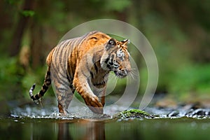 Tiger wildlife scene, wild cat, nature habitat. Amur tiger walking in river water. Danger animal, tajga, Russia. Animal in green f photo