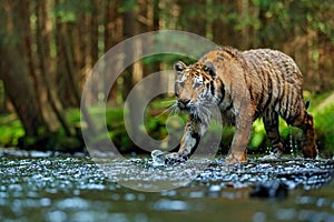 Tiger wildlife scene, wild cat, nature habitat. Amur tiger walking in river water. Danger animal, tajga, Russia. Animal in green f photo