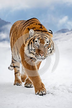 Tiger in the winter mountain. Wild predators in natural environment