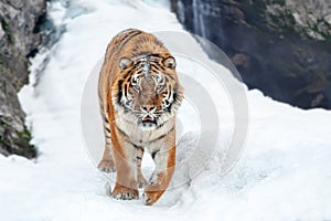 Tiger in the winter mountain. Wild predators in natural environment