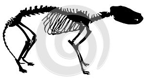 Tiger-wolf skeleton silhouette isolated on white