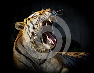 Tiger Yawns