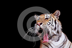 The Tiger yawns