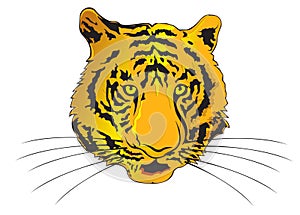 Tiger Zodiac Year