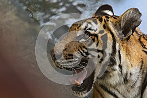 Tiger in zoo