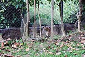 Tiger in a zoo.