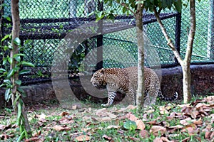 Tiger in a zoo.