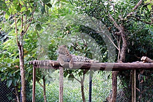 Tiger in a zoo.