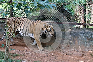 Tiger in a zoo.