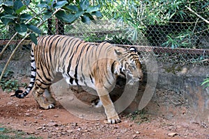 Tiger in a zoo.