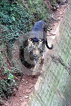 Tiger in a zoo.