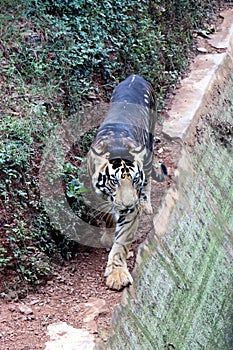 Tiger in a zoo.