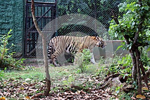 Tiger in a zoo.