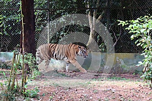 Tiger in a zoo.