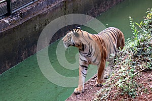 Tiger in a zoo.