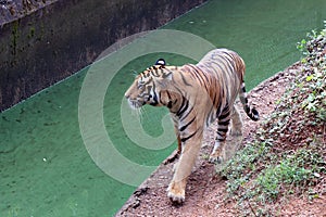 Tiger in a zoo.