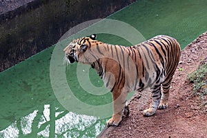 Tiger in a zoo.