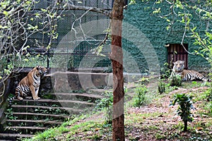 Tiger in a zoo.