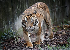 Tiger in Zoo