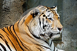 Tiger at the zoo