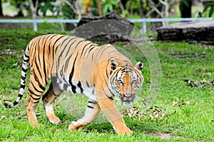 Tiger in zoo