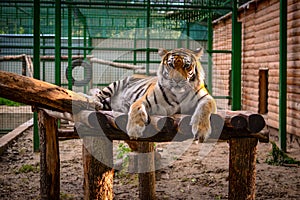 Tiger at the Zoo