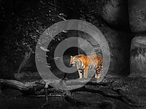Tiger at the zoo