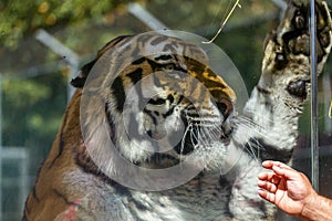Tiger on zoo photo