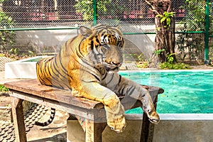 Tiger in zoo in Chiang Mai