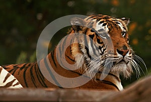 Tiger in a zoo