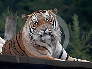 Tiger in a zoo