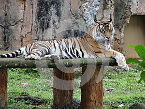 Tiger zoo garden orange bigcat