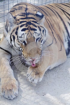 Tiger in the zoo lick his paw