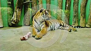 Tiger in the ZOO lying on the ground with food photo