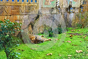 Tiger in a zoo napping